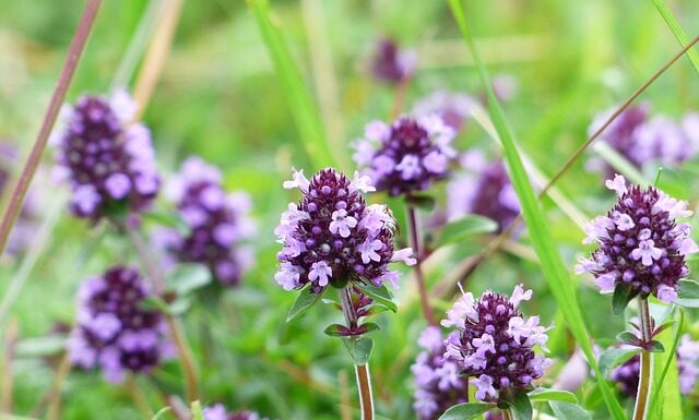 Jak dostać się do radia?