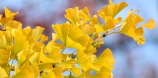 Czy na szkółce policyjnej dostaje się pieniądze?