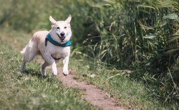 Kiedy najlepiej biegać żeby schudnąć rano czy wieczorem?