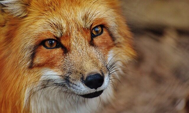 Jak wgrać bazę danych?