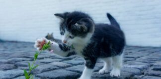 Dlaczego AC jest takie drogie?