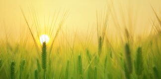 Jakie są wydatki w gospodarstwie domowym?