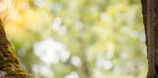 Co to jest zdolność adaptacji?