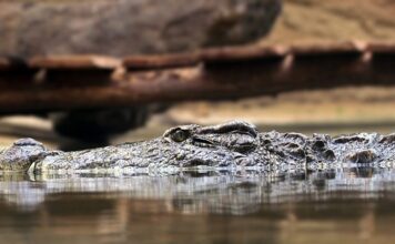 Jakie są zasady dowodzenia?