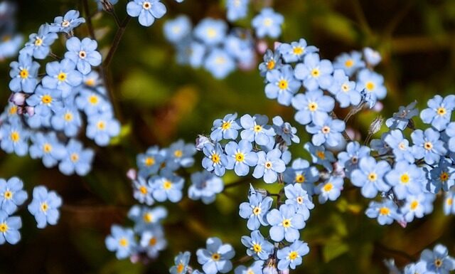 Czego objawem jest zapominanie?